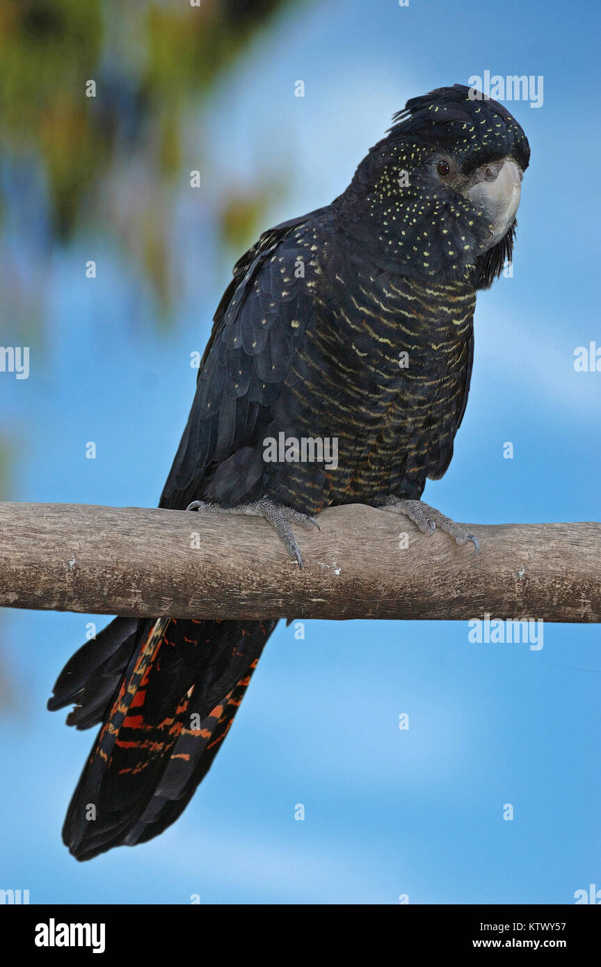 Australian female red-tailed cockatoo, Calyptorynchus magnificus Stock Photo