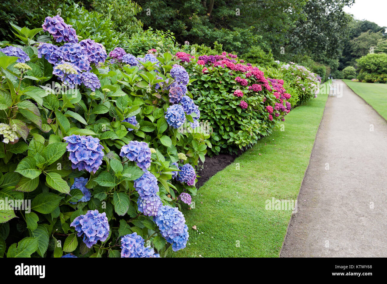 English garden in summer Stock Photo - Alamy
