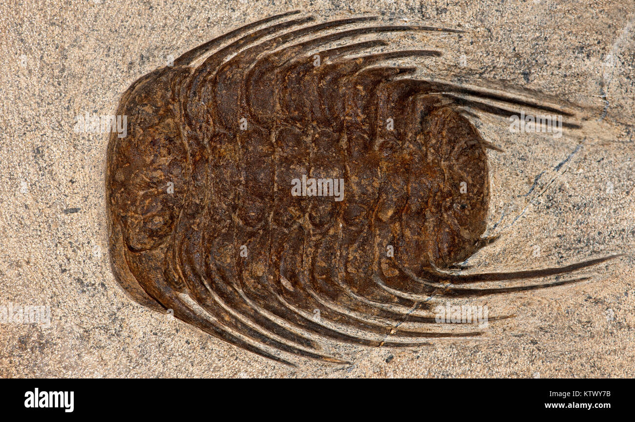 Close up photo of a trilobite fossil Stock Photo