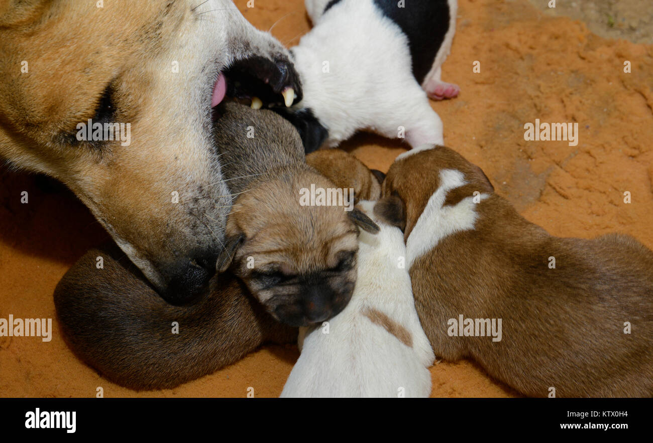 Mother Dog Carrying Puppies