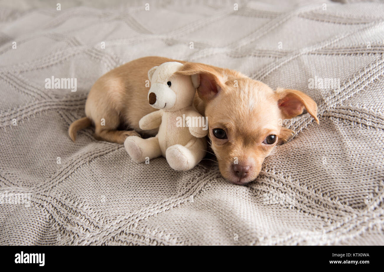 Why Do Puppies Fall Over