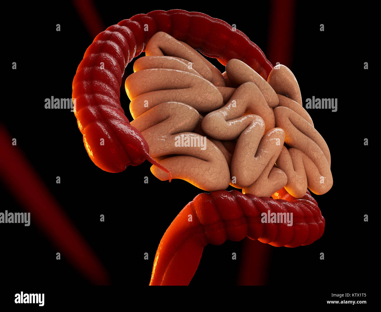 Large intestine or colon human bowel as a digestive system organ, isolated  on black 3D illustration Stock Photo - Alamy