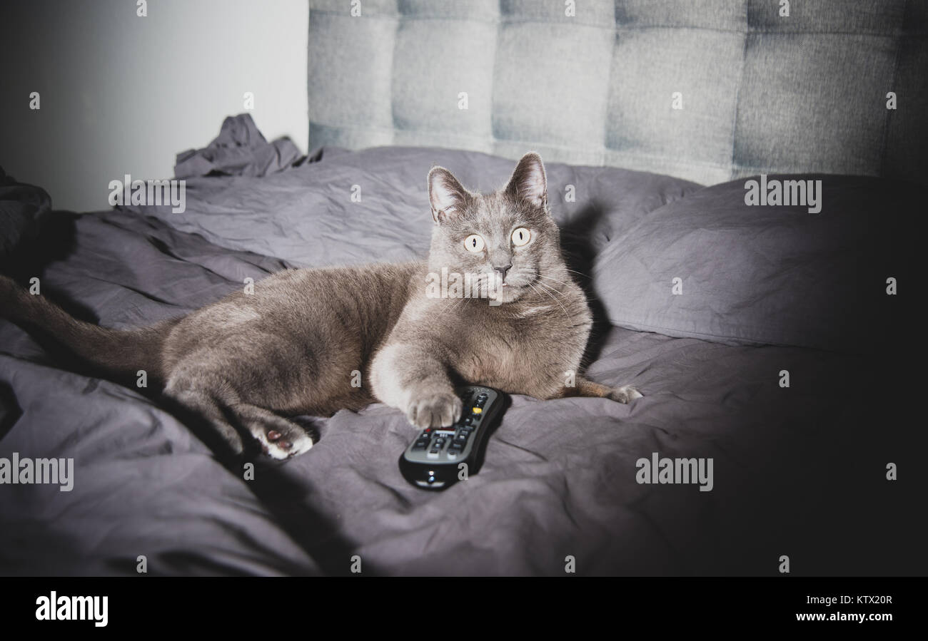 Gray Short Haired Cat Relaxing on Human Bed Watching Late Night TV Stock Photo