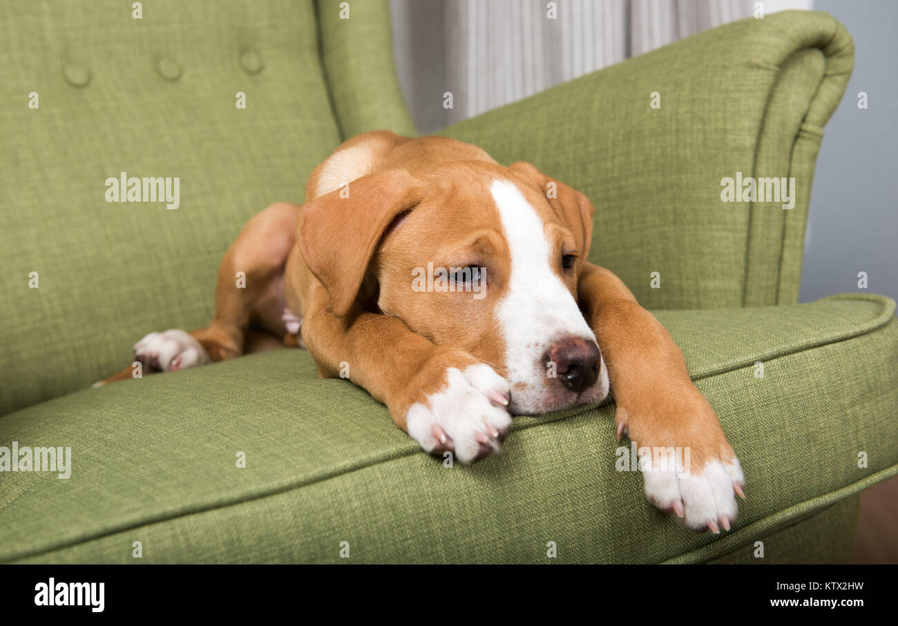white tan pitbull
