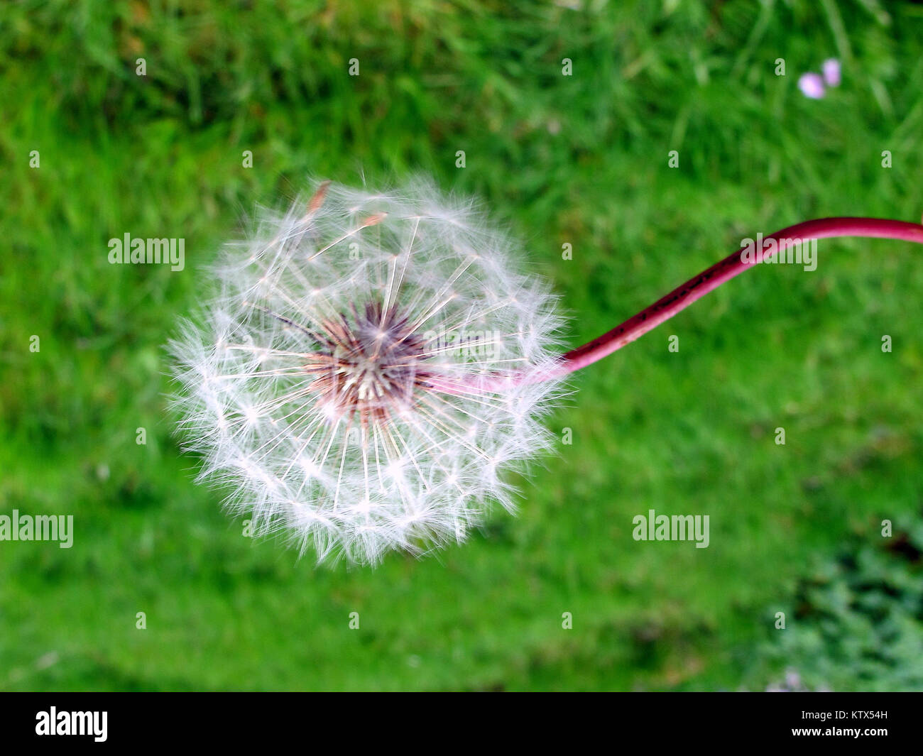 Dandelion with curved crooked stem green grass background Stock Photo