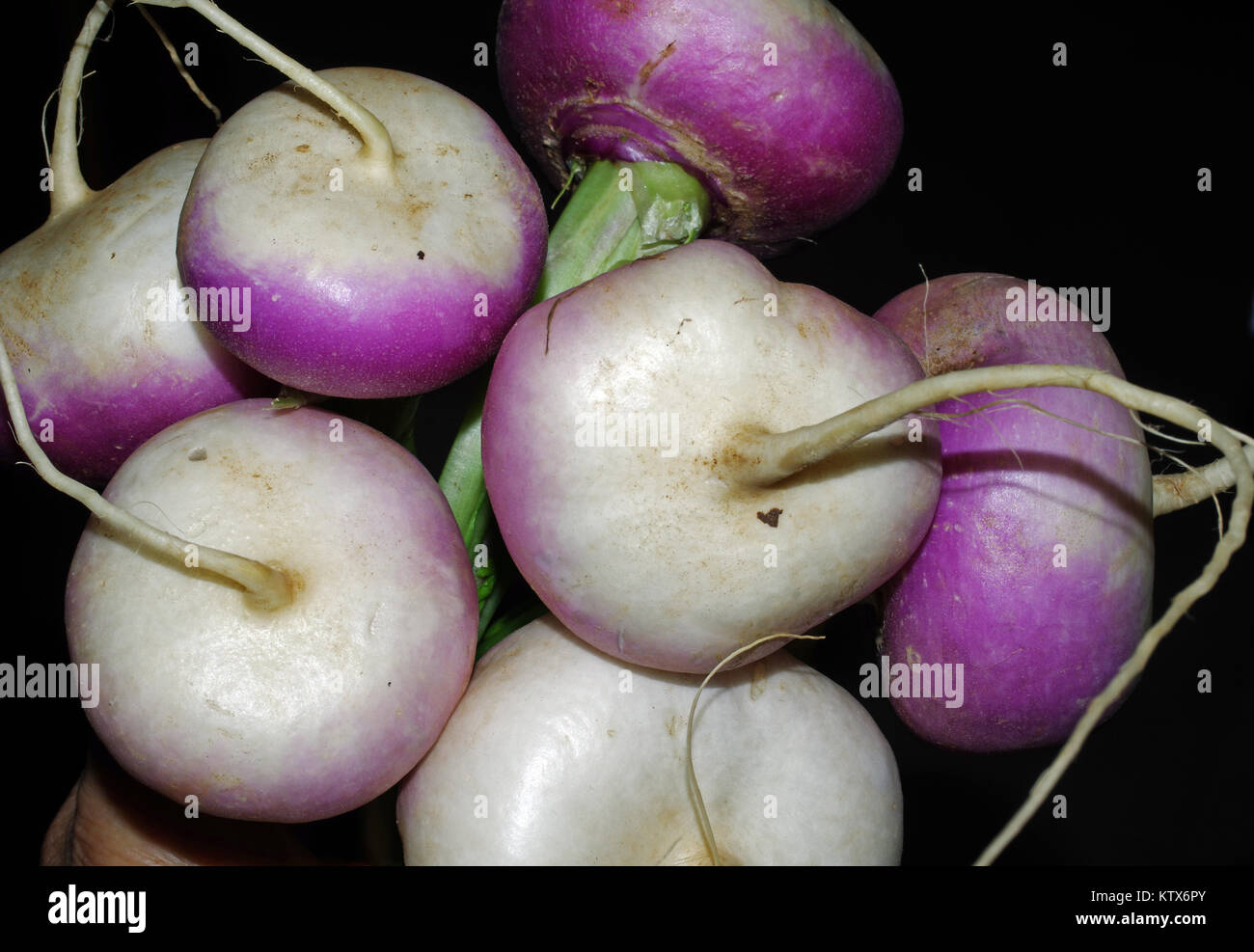 White turnip hires stock photography and images Alamy