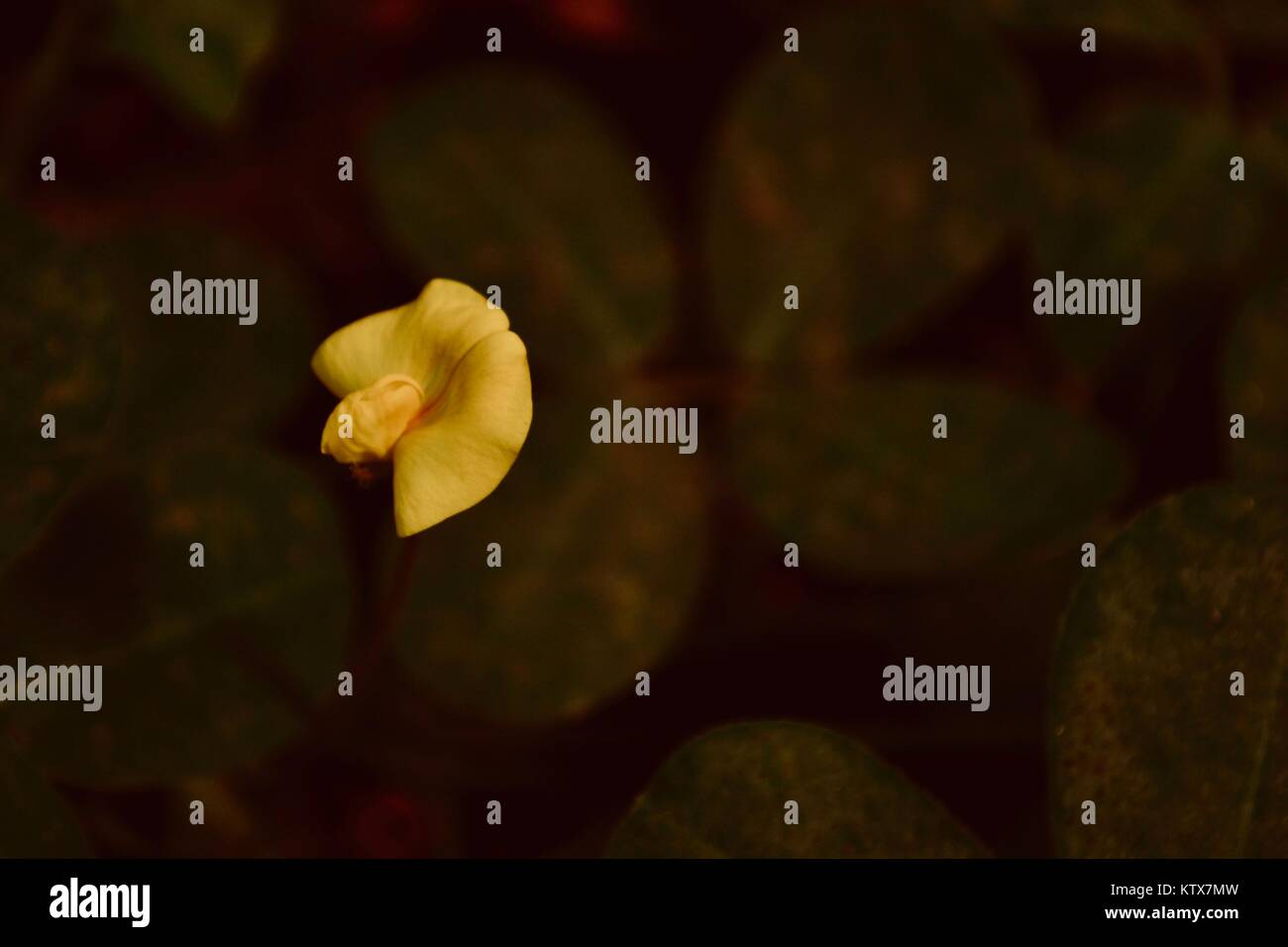 Marvellous small yellow flower on the ground, during summer. Stock Photo