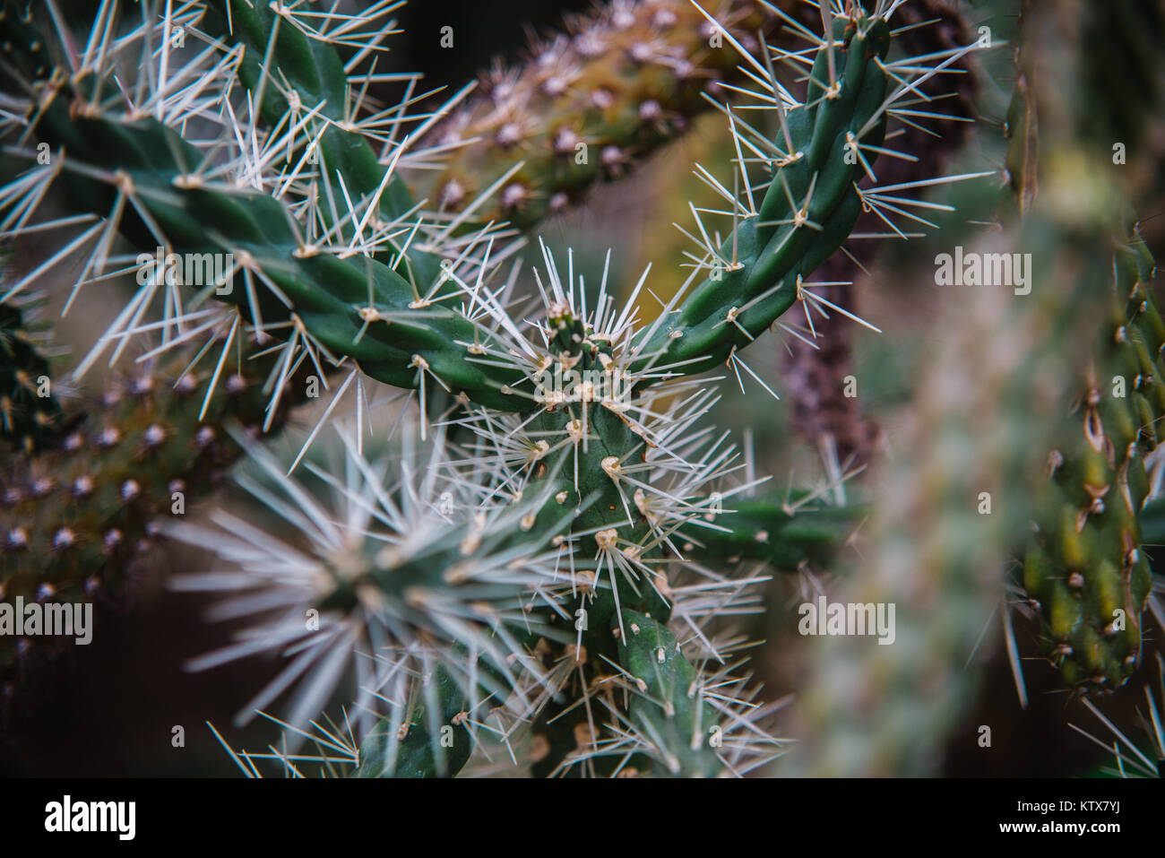 close up on cylindropuntia leaf and plant Stock Photo