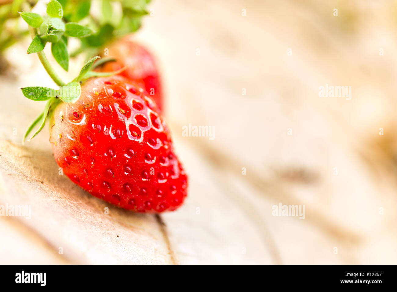 close up fresh strawberry in farm with sun light in the morning Stock ...