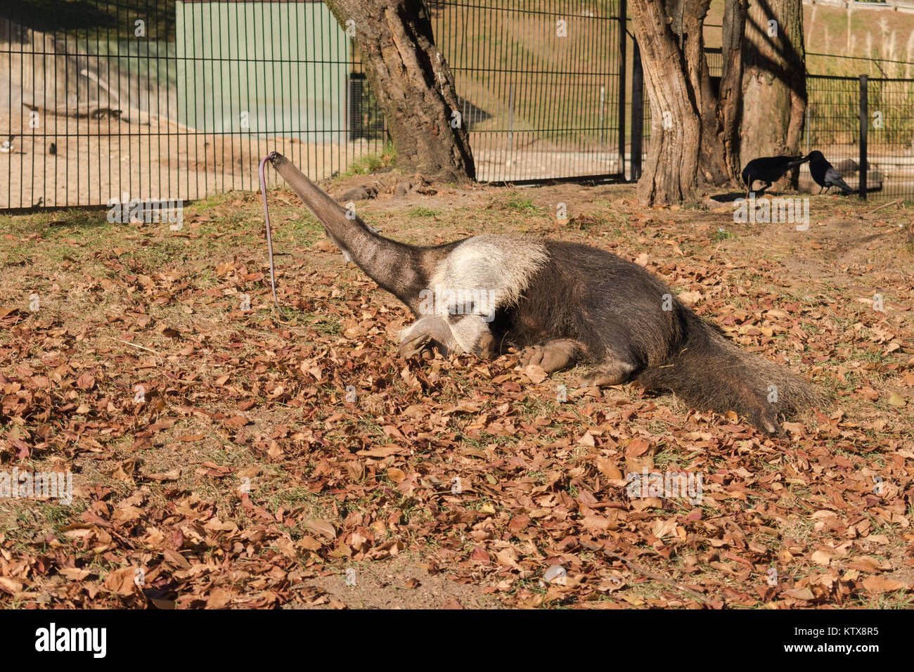 Giant anteater, Myrmecophaga tridactyla with its tongue out in a ground full of brown dry leaves Stock Photo