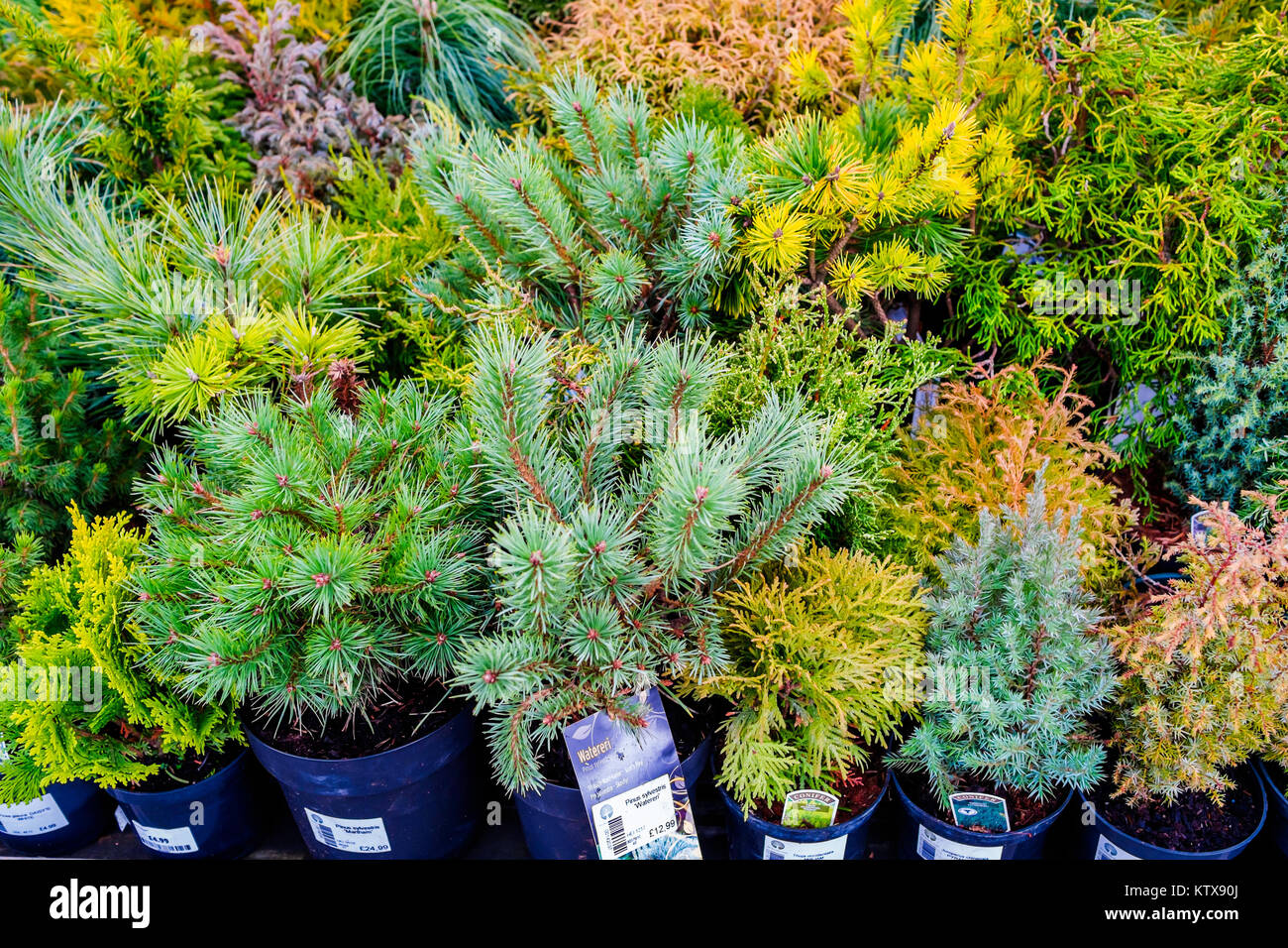 Small conifer tree plants for sale in a garden centre Stock Photo