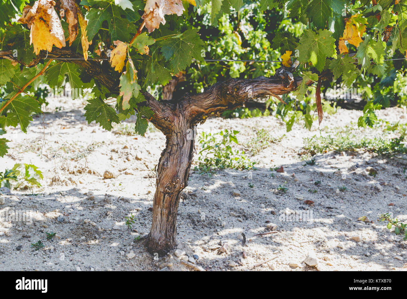 Grape trunk. Grapevine detail with trunk and earth Stock Photo - Alamy