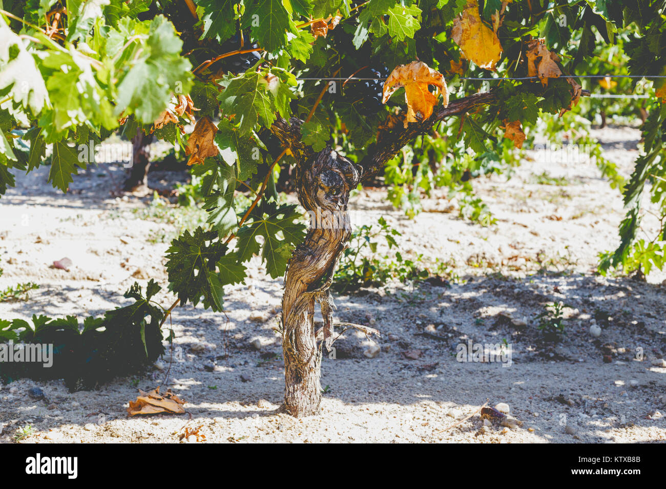 Grape trunk. Grapevine detail with trunk and earth Stock Photo - Alamy