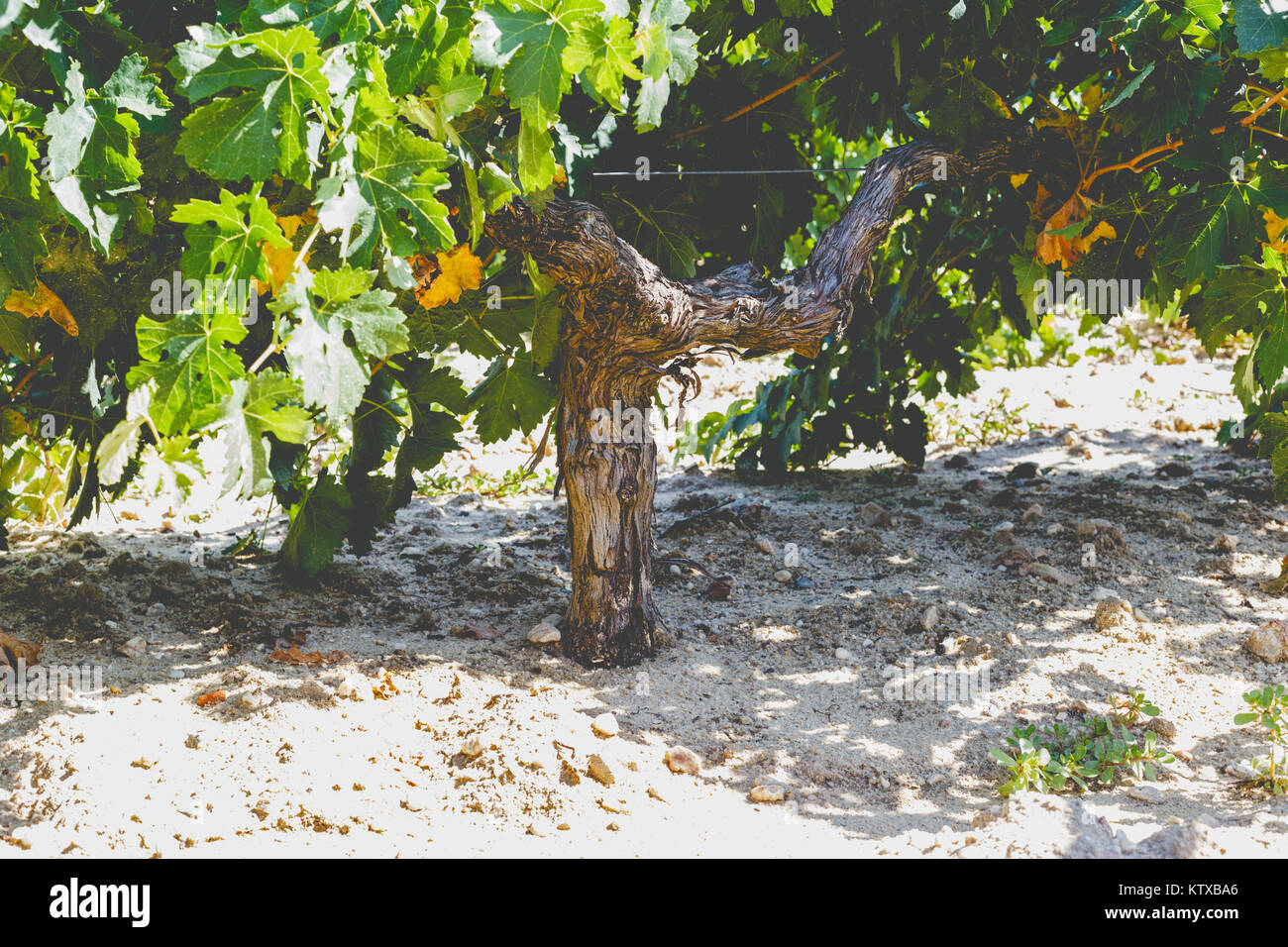 Grape trunk. Grapevine detail with trunk and earth Stock Photo - Alamy