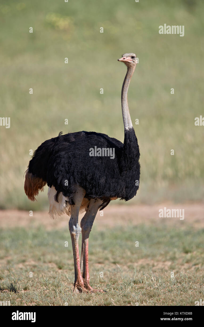 Common ostrich (Struthio camelus), male in breeding plumage, Kgalagadi Transfrontier Park, South Africa, Africa Stock Photo