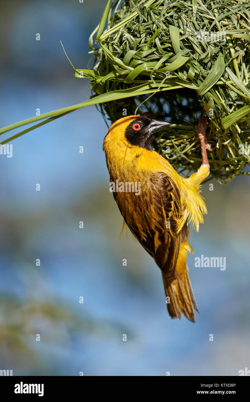 Southern masked weaver (Ploceus velatus), male building a nest, Kgalagadi Transfrontier Park, South Africa, Africa Stock Photo