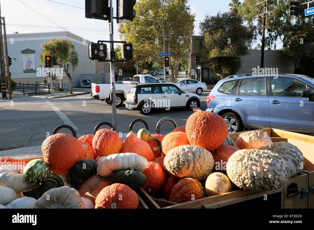 Pumpkins and gourds for sale at Hallowe'en outside Trader Joes Supermarket in the Silver Lake neighborhood of Los Angeles California USA  KATHY DEWITT Stock Photo