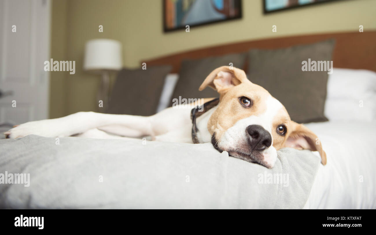 Young Tan Colored Dog Sleeping on Bed at Dog Friendly Hotel Stock Photo