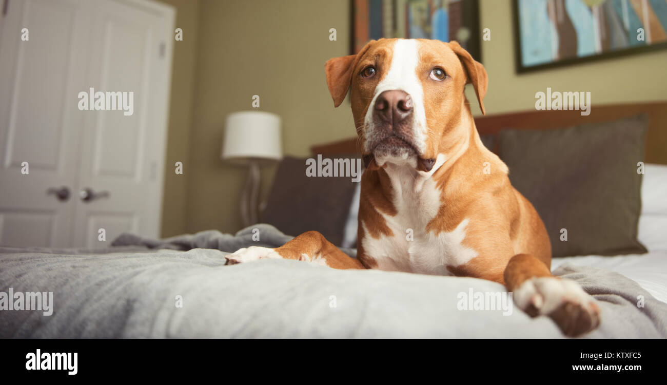 Young Tan Colored Dog Sleeping on Bed at Dog Friendly Hotel Stock Photo
