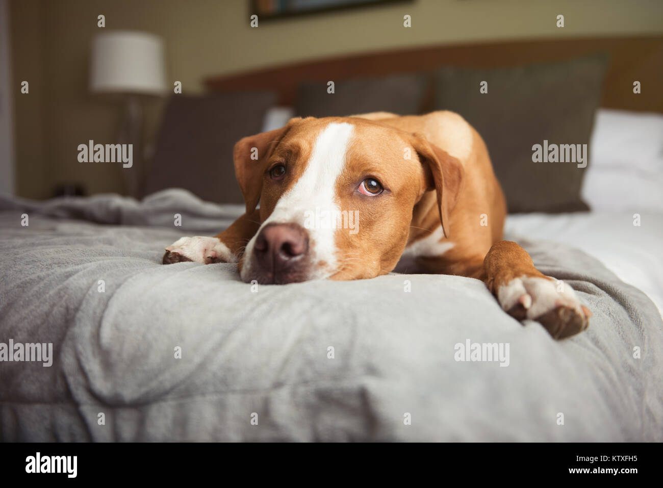 Young Tan Colored Dog Sleeping on Bed at Dog Friendly Hotel Stock Photo