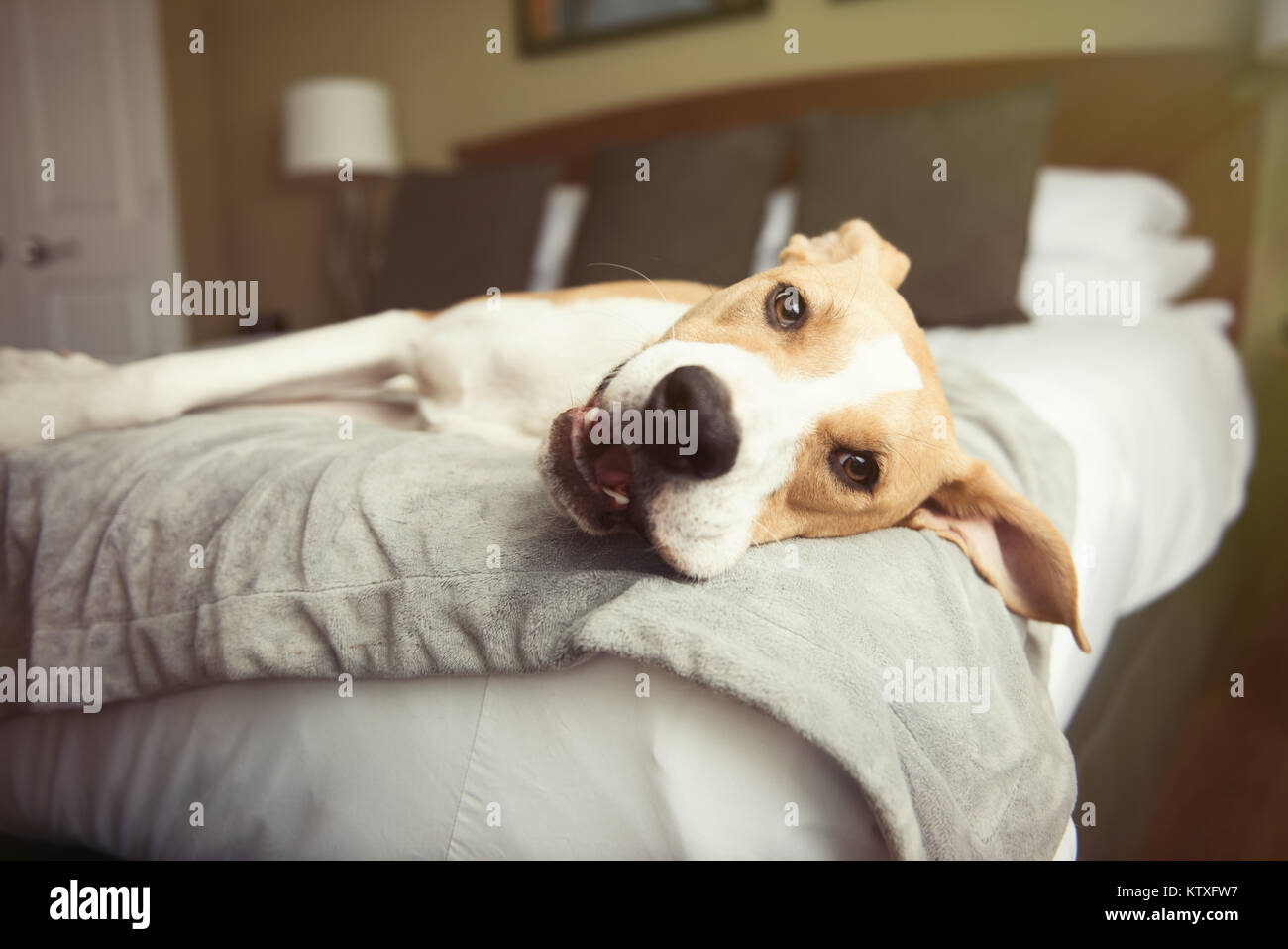 Young Tan Colored Dog Sleeping on Bed at Dog Friendly Hotel Stock Photo