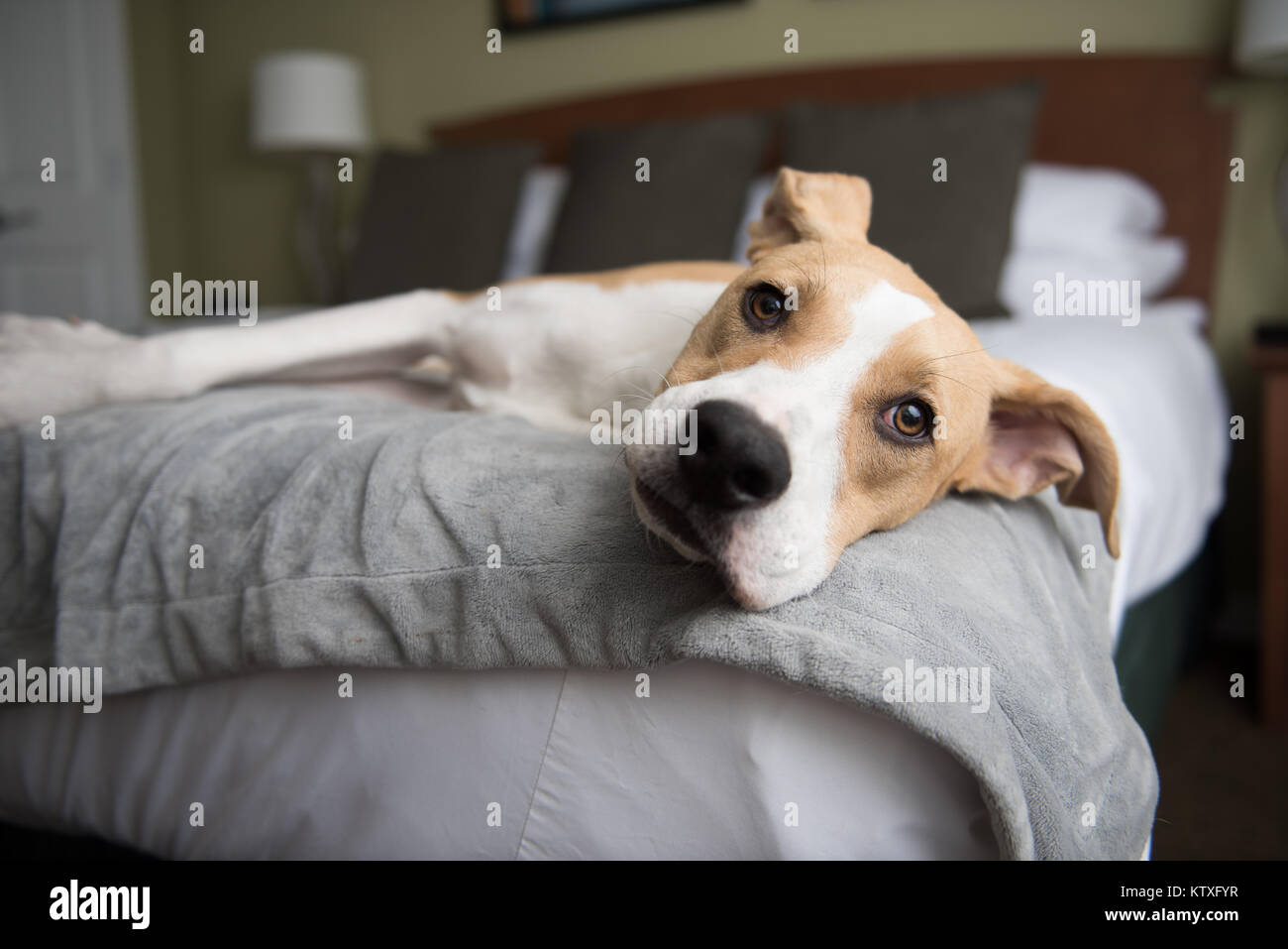 Young Tan Colored Dog Sleeping on Bed at Dog Friendly Hotel Stock Photo