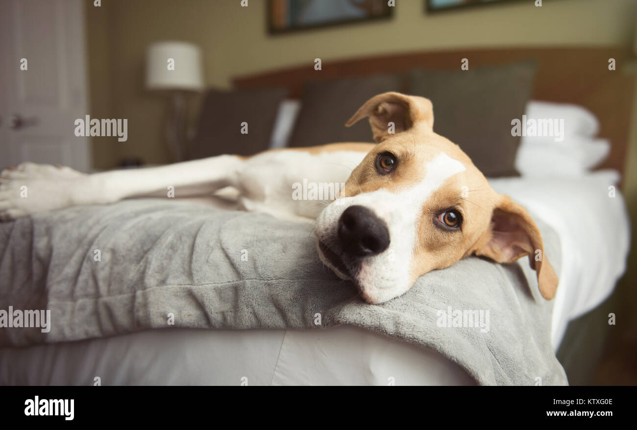 Young Tan Colored Dog Sleeping on Bed at Dog Friendly Hotel Stock Photo