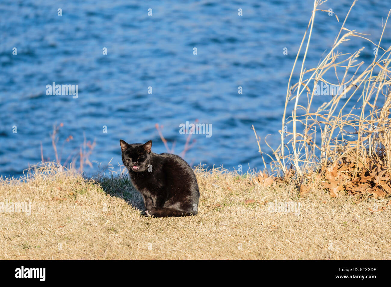Feral cat, Felis silvestris catus, abandoned at Hefner lake in Oklahoma City, Oklahoma, USA. Stock Photo