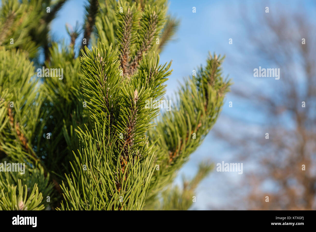 Closeup of branches and needles of scotch pine or scots pine, Pinus sylvestris, young tree in an urban environment. Oklahoma City, Oklahoma, USA. Stock Photo