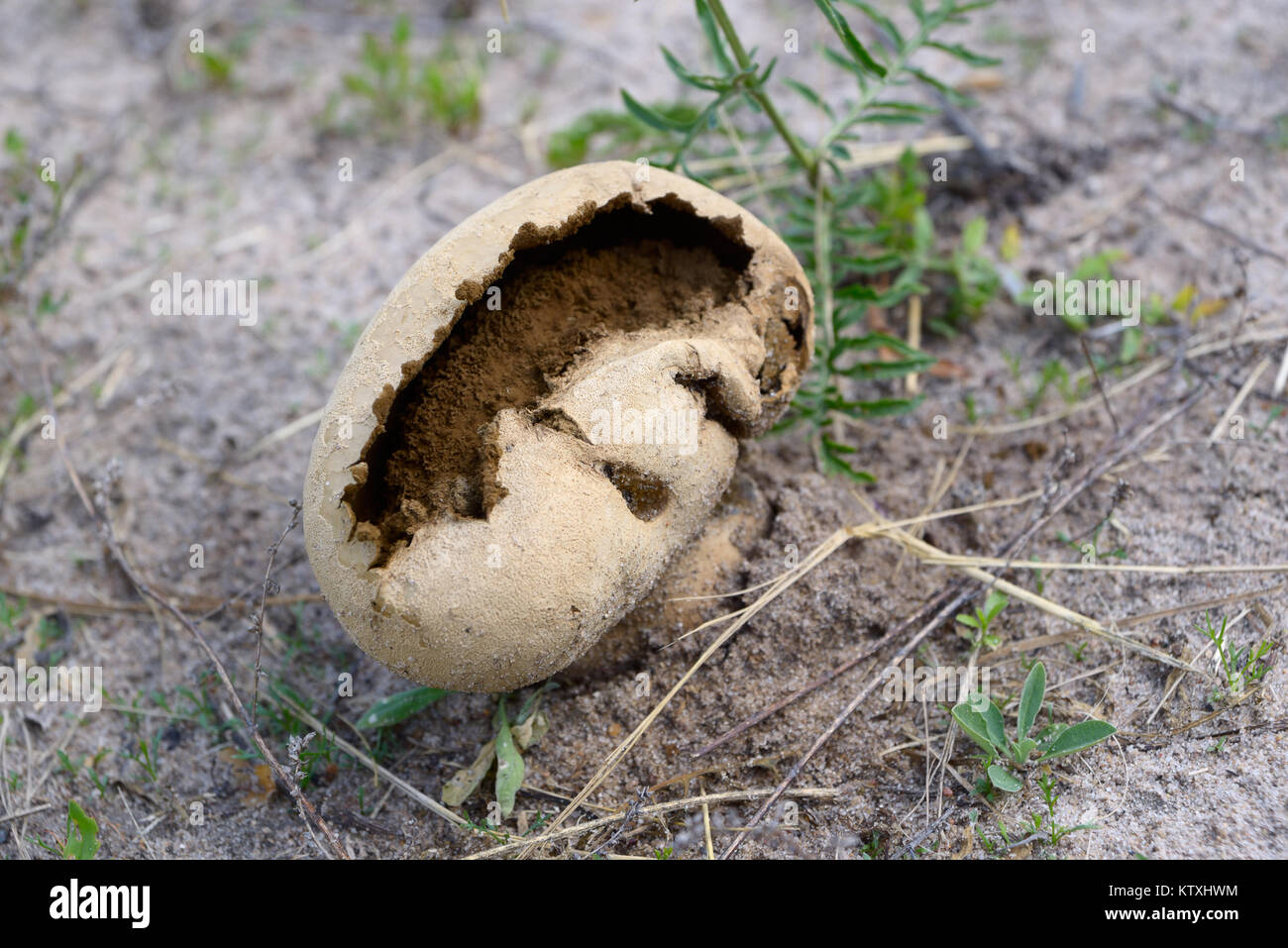 Old mushroom with an opening for spores closeup Stock Photo Alamy