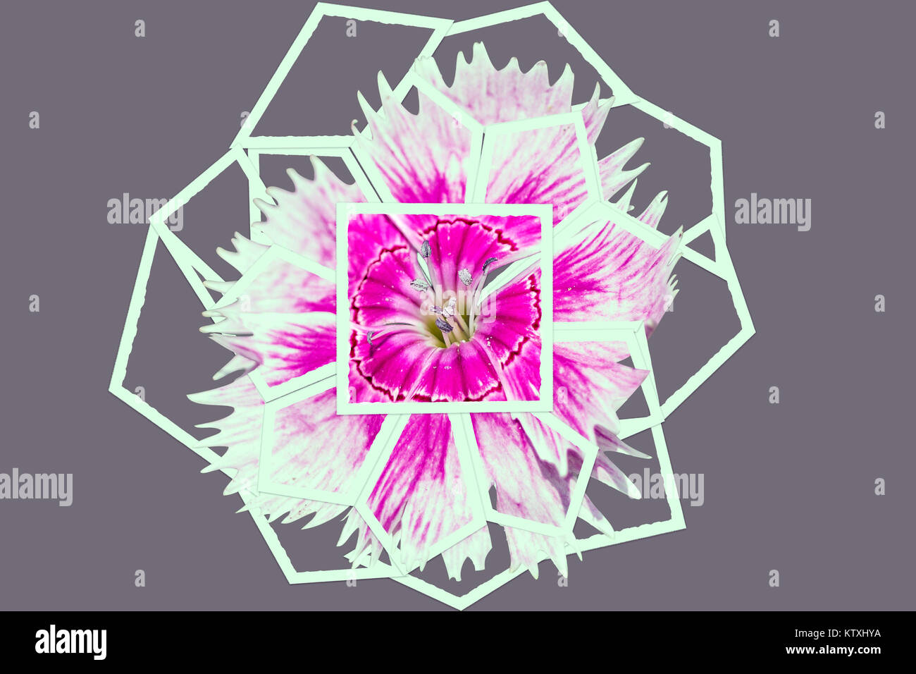 Single Sweet William Flower in Frame effect Stock Photo