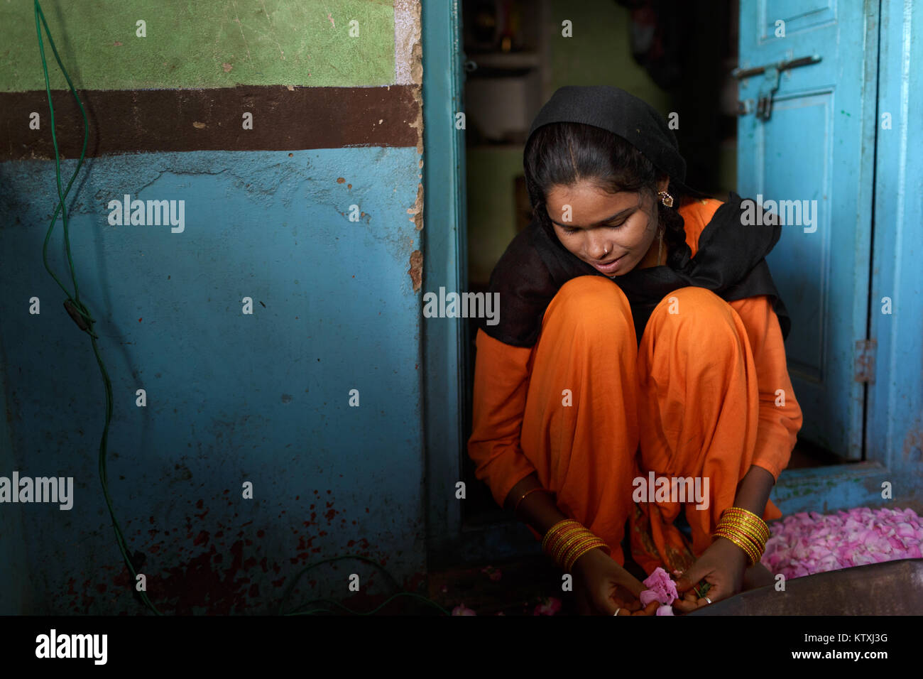 Shy young indian girl in orange traditional dress with hair covered with black shawl picking rose petals in her home, village near Pushkar, Rajasthan. Stock Photo