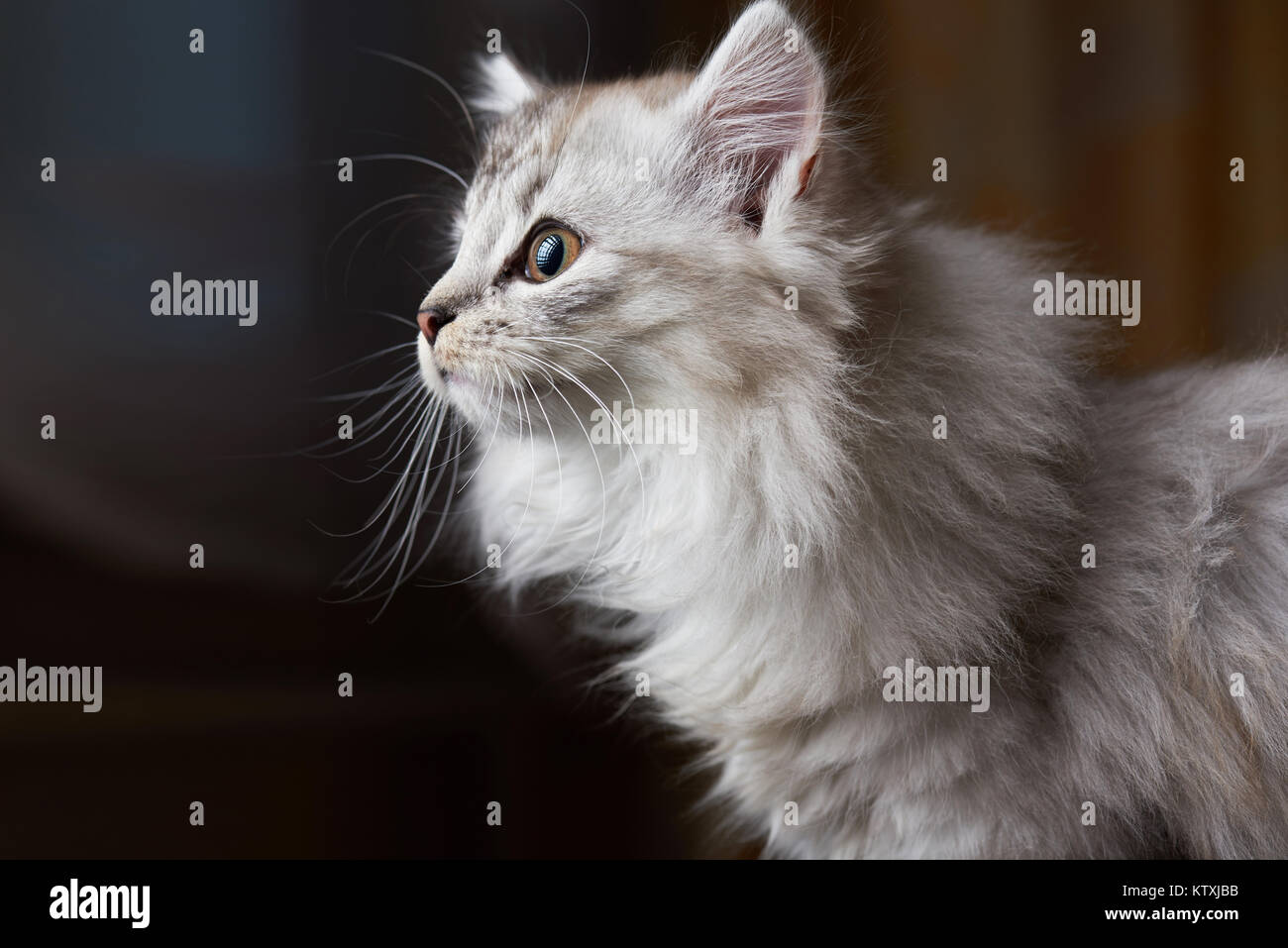 Curious cat looking on side. Profile of gray kitty Stock Photo