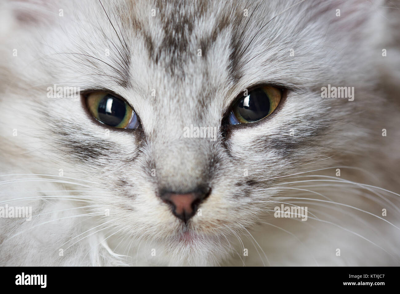 Close-up portrait of gray cat. Macro portrait of grey kitty Stock Photo