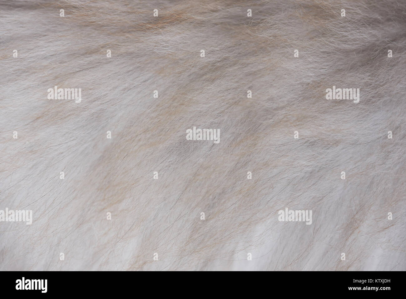 Gray brown fur texture of fluufy cat. Close-up of gray animal fur background Stock Photo