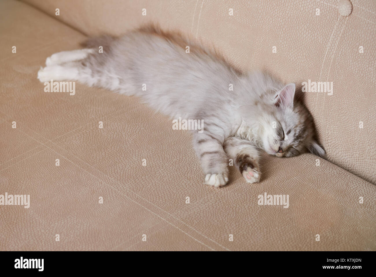 Domestic cat sleeping on sofa. Adorable sleep kitty Stock Photo Alamy
