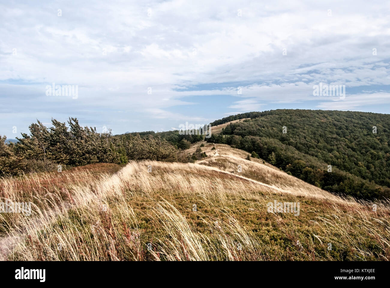Male Jaslo hill with mountain meadow, shrubs and hill on the background with forest and meadow in Biesczady mountains above Cisna village in southeast Stock Photo