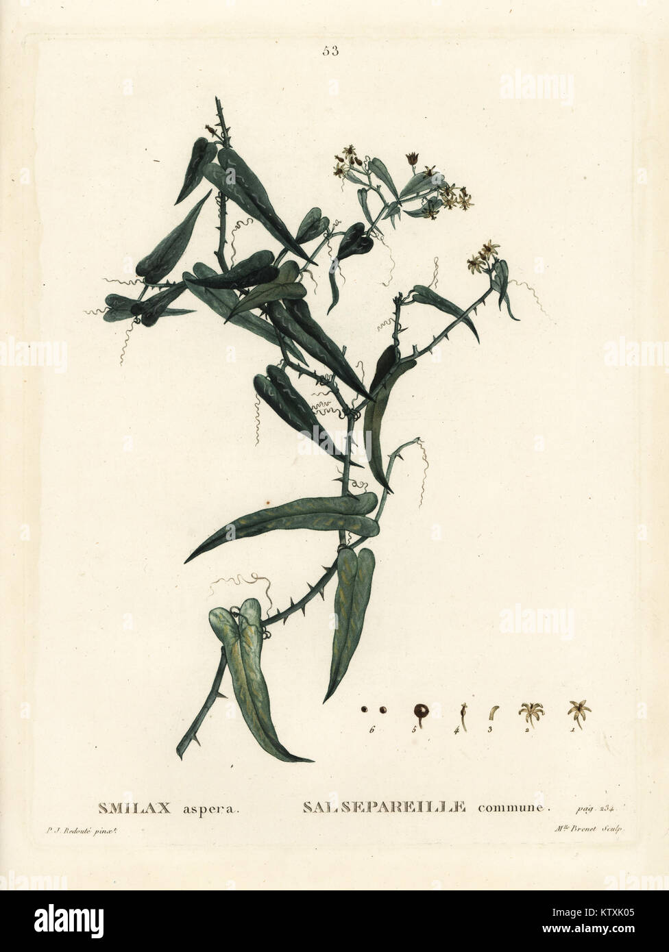 Mediterranean smilax, Smilax aspera. Handcoloured stipple engraving by Mlle. Brenet after an illustration by Pierre-Joseph Redoute from Henri Louis Duhamel du Monceau's Traite des Arbres et Arbustes, Paris, 1804-1819. Stock Photo