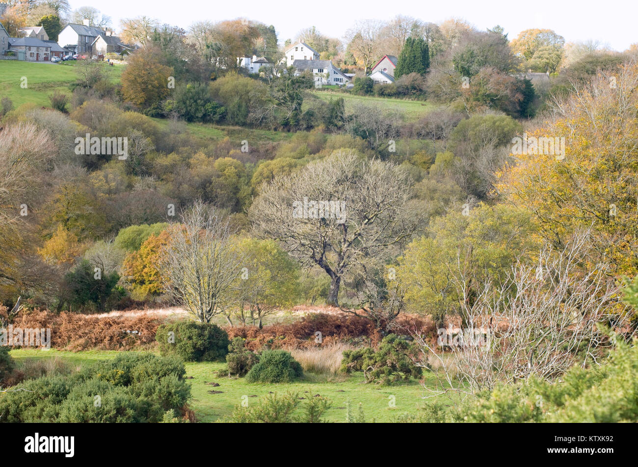 Woodland views of Belstone Dartmoor Stock Photo