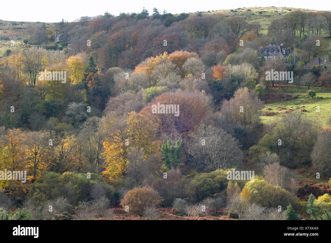 Woodland views of Belstone Dartmoor Stock Photo - Alamy