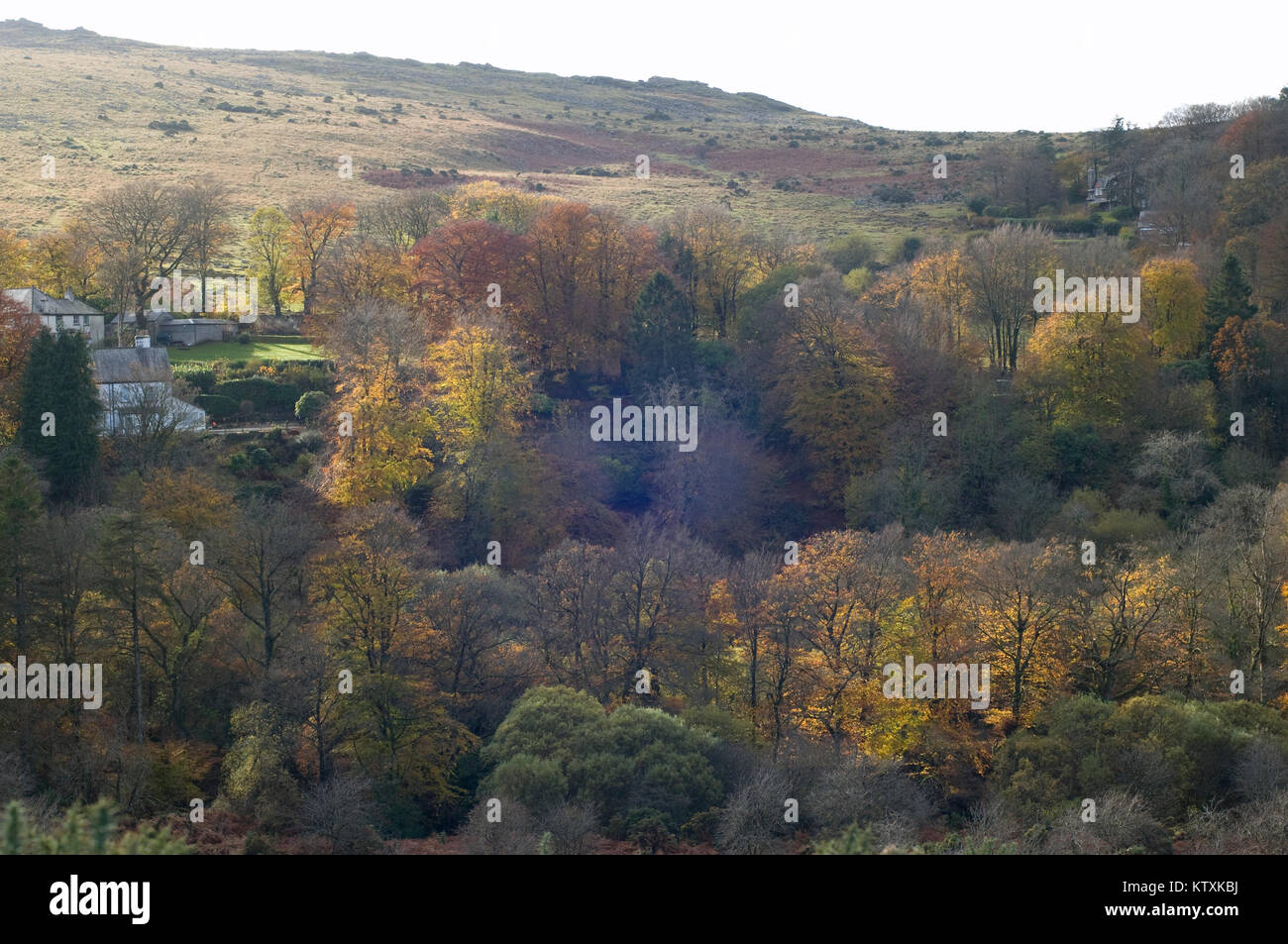 Woodland views of Belstone Dartmoor Stock Photo