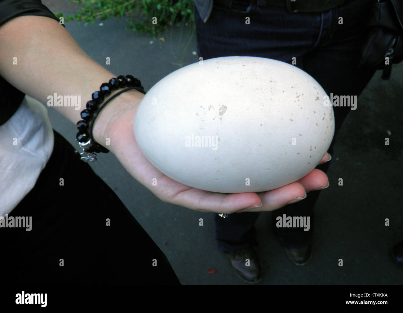 Woman holding typically huge egg from a kiwi, New Zealand Stock Photo