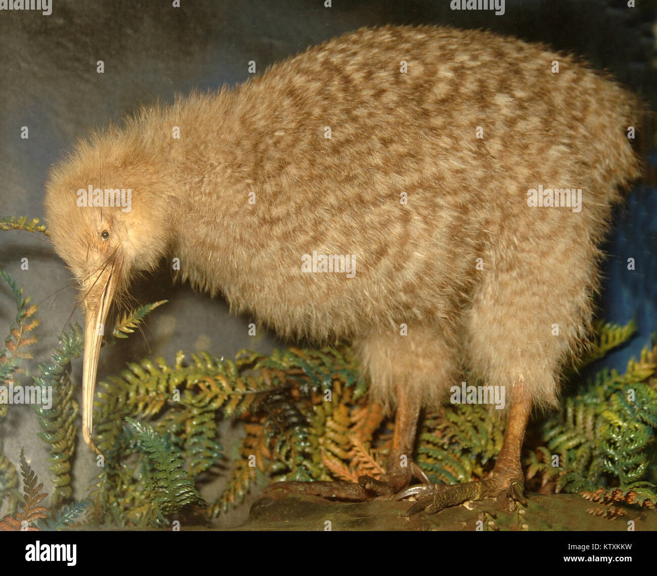 Little spotted kiwi hi-res stock photography and images - Alamy