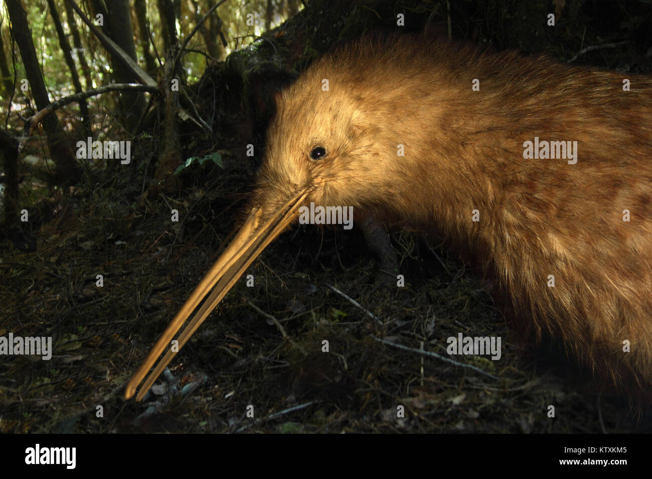 Great Spotted kiwi, Apteryx haasti, New Zealand Stock Photo