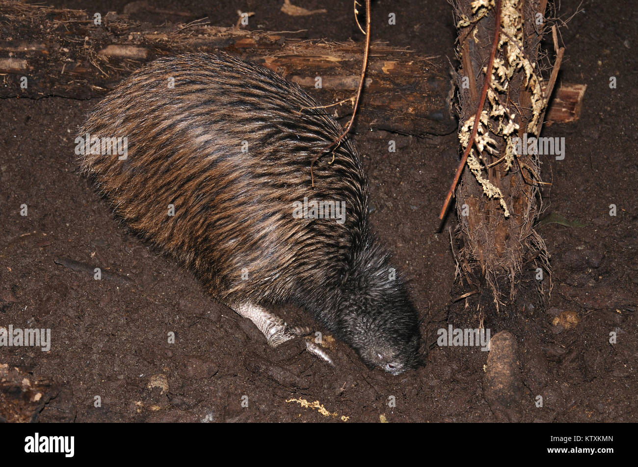 North Island brown kiwi, Apteryx australis, buries its beak in the ground, searching for food, New Zealand Stock Photo