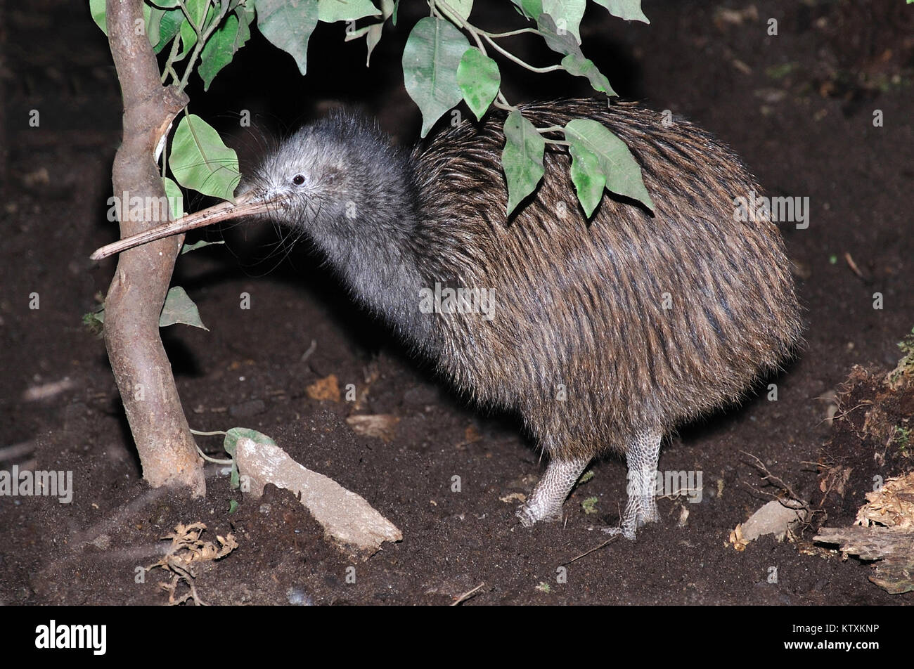 New zealand bird native kiwi hi-res stock photography and images - Alamy