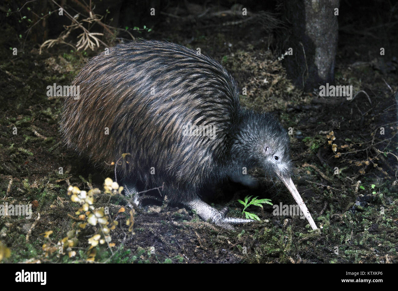 North Island brown kiwi, Apteryx australis, searching for food in New Zealand bush setting Stock Photo