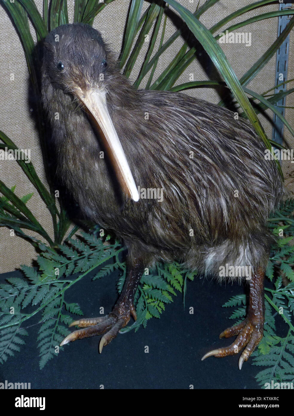 North Island brown kiwi, Apteryx australis, New Zealand Stock Photo