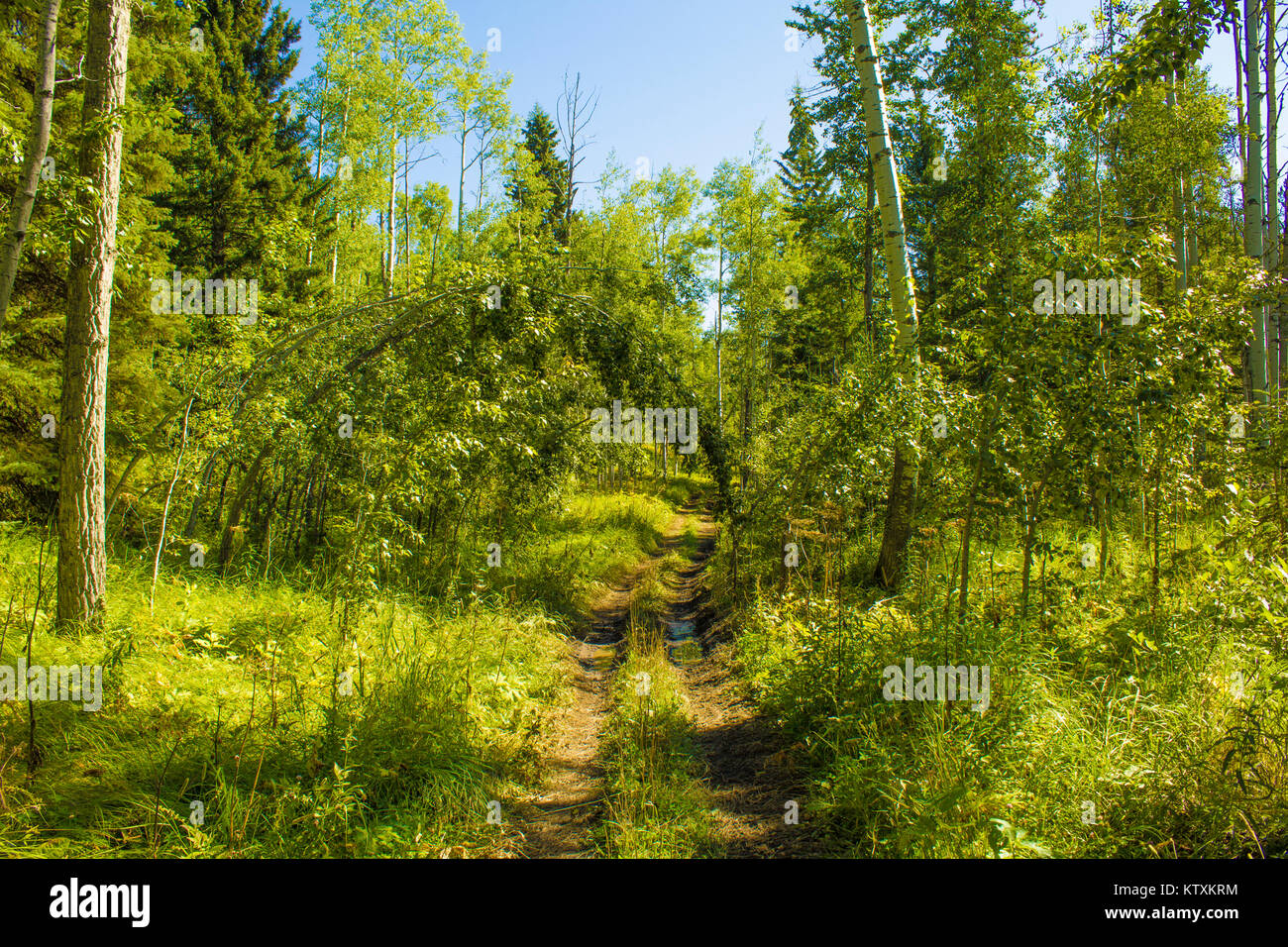 Caroline alberta hires stock photography and images Alamy