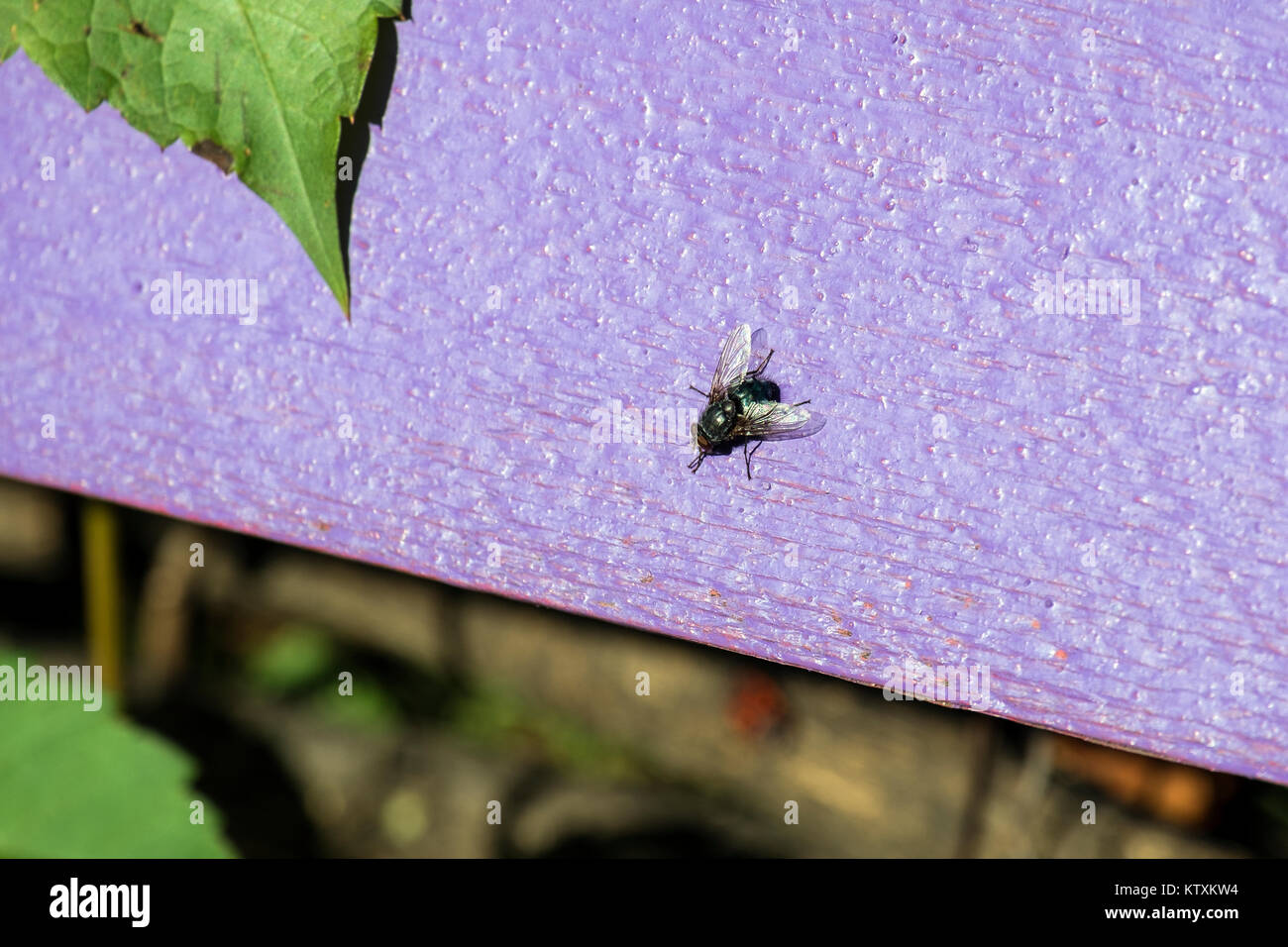 Blue bottle fly sits on a purple wooden surface (Calliphora vomitoria) Stock Photo